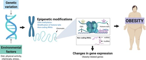 Low-Cal Diet Could Change Epigenetic Patterns in Obesity-Related Disease | What is Epigenetics?