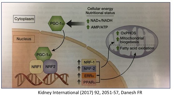 Fasting, Longevity and the Mitochondrial Connection | by Dr. Jason Fung | Personal Growth | Medium