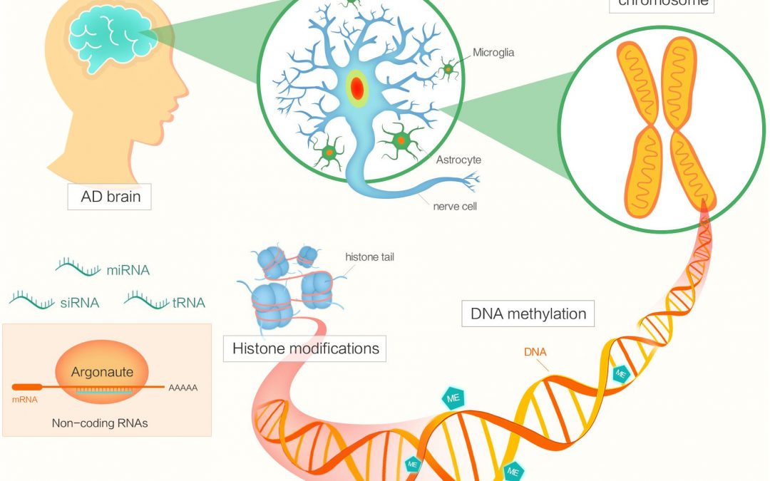Epigenetic changes in the brain drive late-onset Alzheimer’s disease