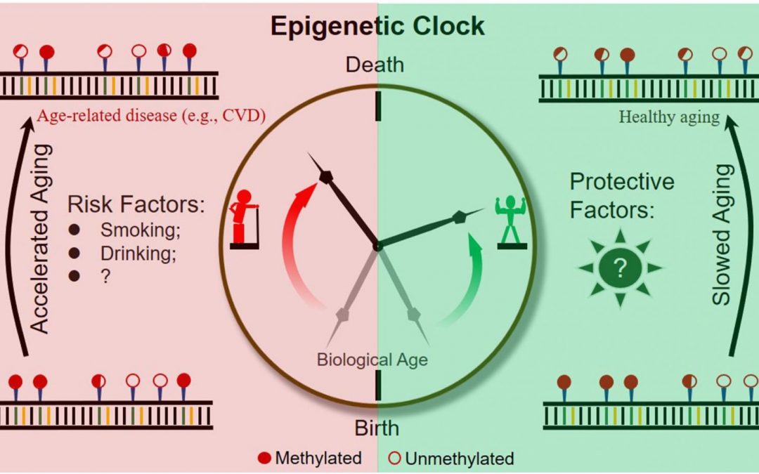 FOXO Technologies Exclusively Licenses Epigenetic Clocks PhenoAge and GrimAge from UCLA