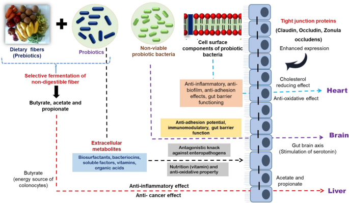 Postbiotics-parabiotics: the new horizons in microbial biotherapy and functional foods | Microbial Cell Factories | Full Text