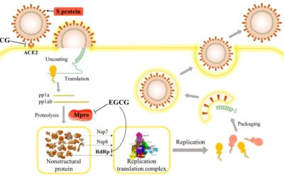 Antiviral Effects of Green Tea EGCG and Its Potential Application against COVID-19 – PMC