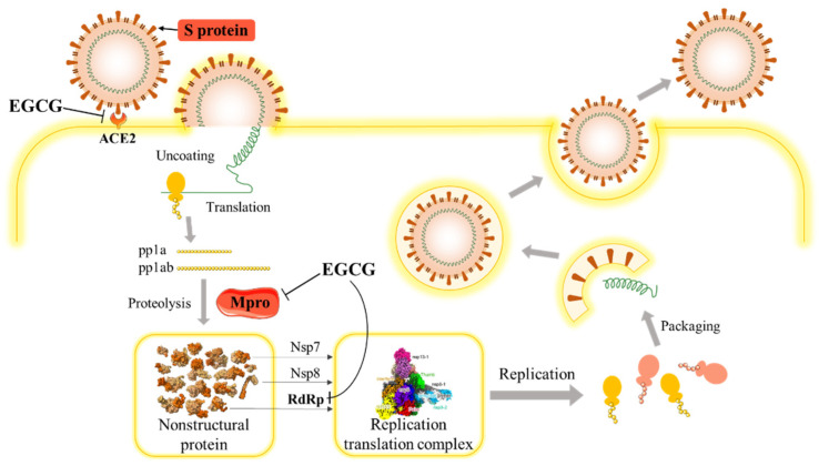Antiviral Effects of Green Tea EGCG and Its Potential Application against COVID-19 – PMC