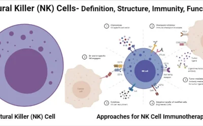 Extending the lifespan and efficacies of immune cells used in adoptive transfer for cancer immunotherapies–A review – PMC