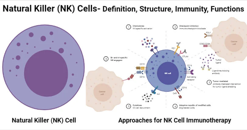 Extending the lifespan and efficacies of immune cells used in adoptive transfer for cancer immunotherapies–A review – PMC