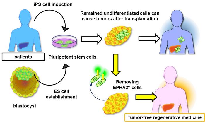 stem cells